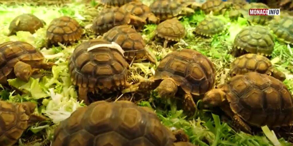 Nature : Les tortues sont arrivées à Dakar