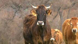 L'élevage bovin et la Corse : un lien historique