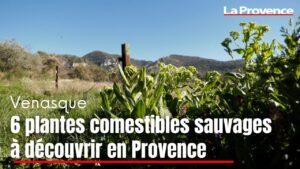 Six plantes comestibles sauvages à découvrir en Provence