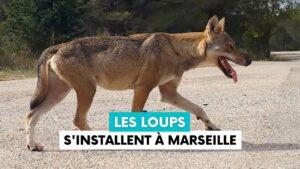 Les loups s'installent durablement dans le massif de Saint-Cyr à Marseille