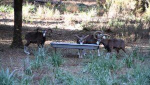 L'avenir des mouflons en Corse se prépare dans les enclos