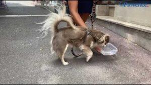 Canicule : les gestes à faire pour protéger vos animaux