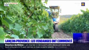 Lançon-Provence: les vendanges ont débuté, le crû 2023 s'annonce "bien"