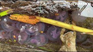 Une invasion de méduses sur les côtes provençales ?