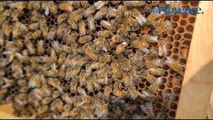 VIDEO. Les apiculteurs adoptent la transhumance pour lutter contre le changement climatique