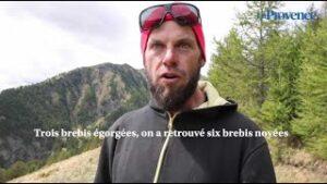 Dans les alpages, Grégoire veille sur 2500 brebis… la peur au ventre